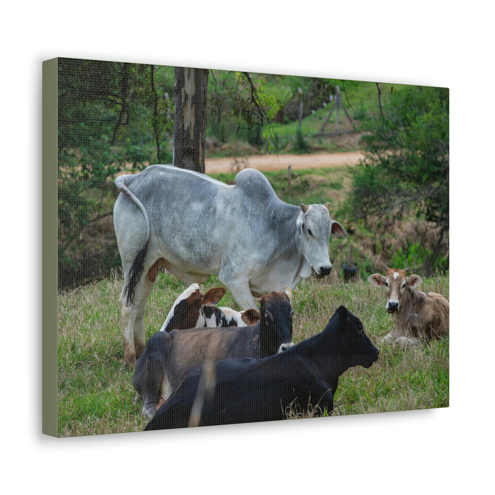 Scripture Walls Zebus Group Zebu Troop Print Animal Wall Art Wildlife Canvas Prints Wall Art Ready to Hang Unframed-Express Your Love Gifts