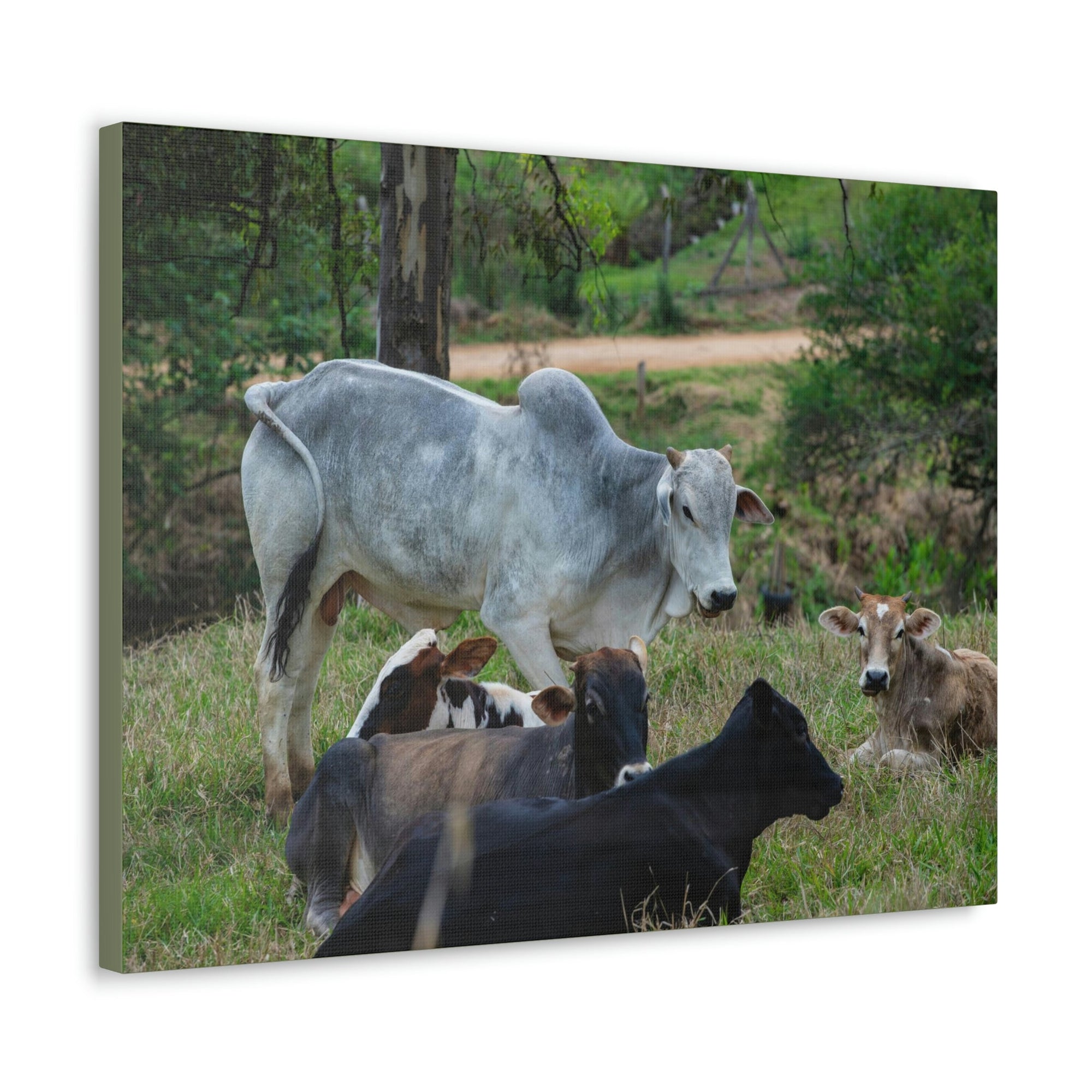 Scripture Walls Zebus Group Zebu Troop Print Animal Wall Art Wildlife Canvas Prints Wall Art Ready to Hang Unframed-Express Your Love Gifts