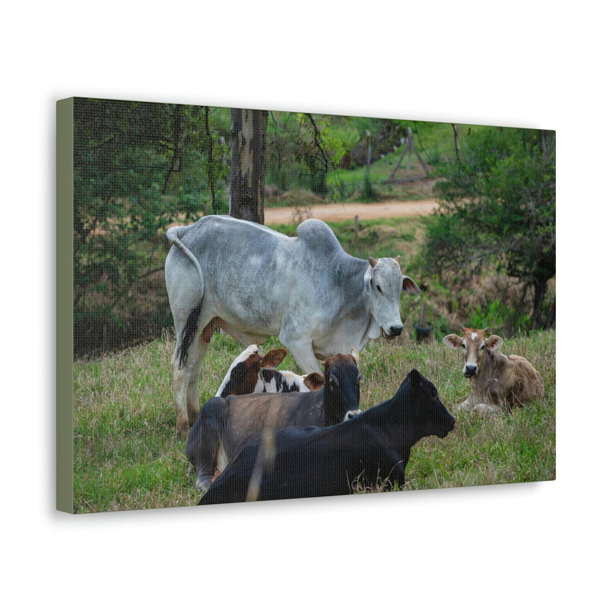 Scripture Walls Zebus Group Zebu Troop Print Animal Wall Art Wildlife Canvas Prints Wall Art Ready to Hang Unframed-Express Your Love Gifts